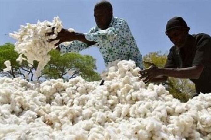 Bénin production cotonnière leader