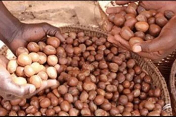 Bénin commercialisation amandes karité