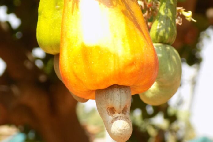 Bénin filières anacarde soja