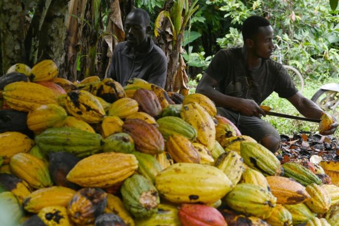 Côte d’Ivoire production cacao