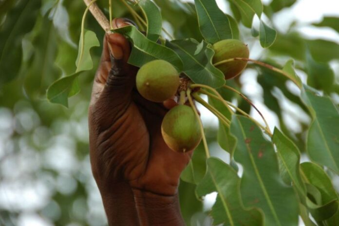 Burkina Faso amandes karité