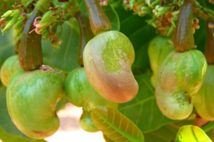 Bénin transformation locale matières premières