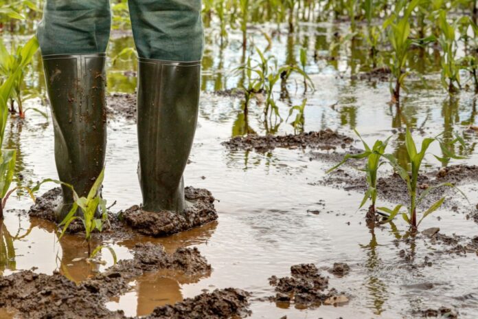 risques climatiques Bénin assurance agricole indicielle