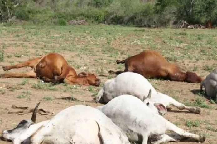 Bénin boeufs Bembéréké