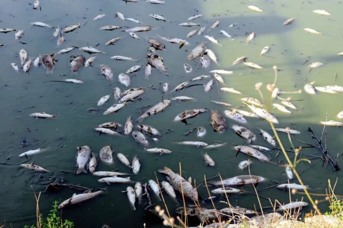 Côte d’Ivoire pollution rivière Niounourou poissons morts