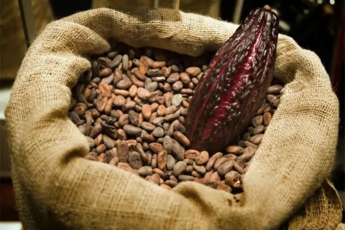 Cacao